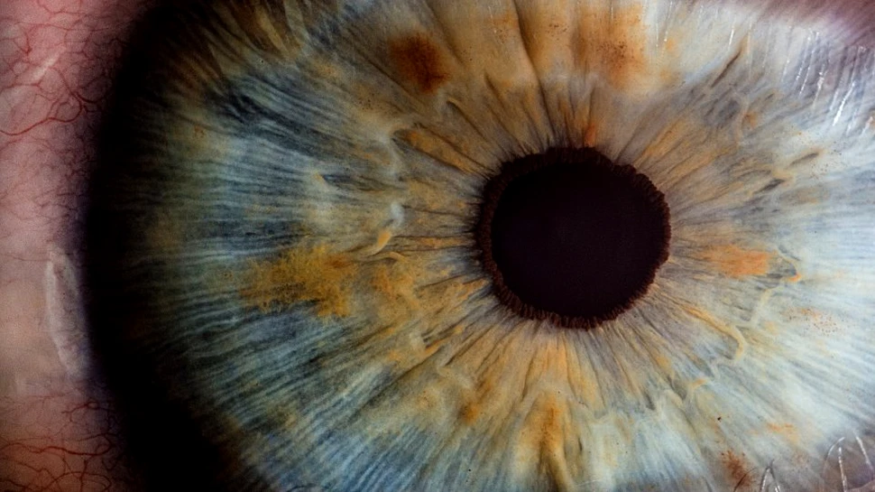 Speranţă pentru persoanele oarbe: cu o singură inserare a unei gene, şoarecii şi-au recăpătat vederea