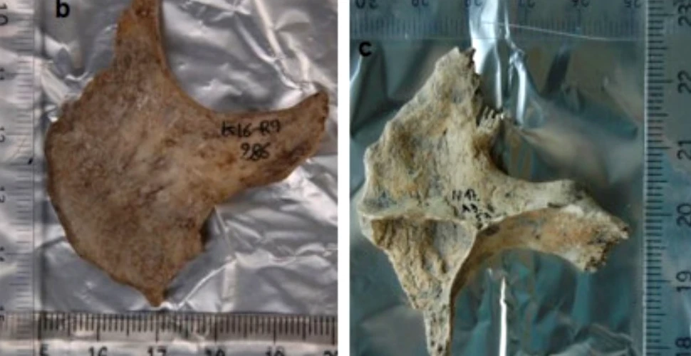 Descoperire macabră a arheologilor: celţii foloseau capete umane drept trofee