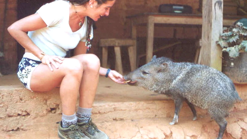 O noua specie de pecari