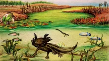O fosilă de salamandră înrudită cu celebrul axolotl a fost descoperită în Mexic