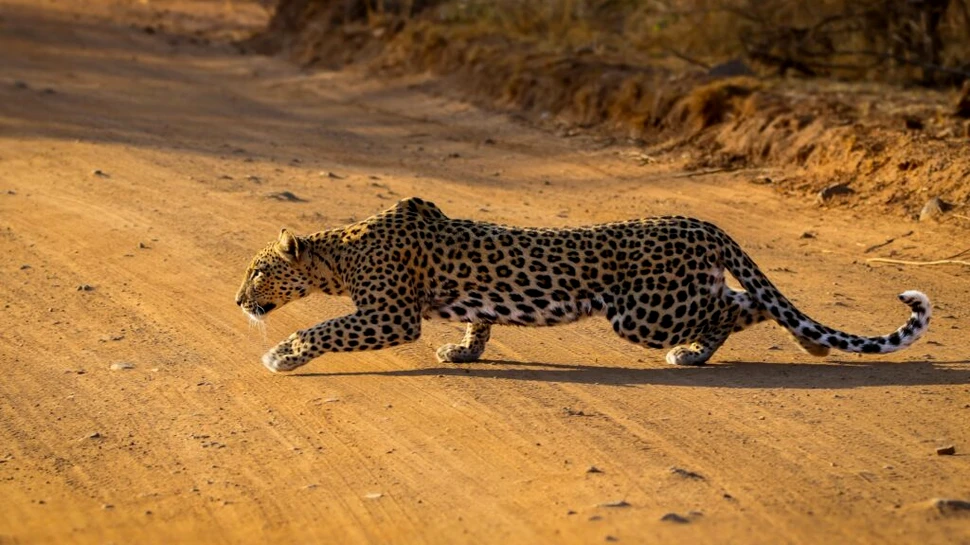 Locuitorii unui district din India, terorizați de leoparzi