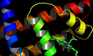 Viaţa complexă a apărut în urma unor mici erori în structura proteinelor