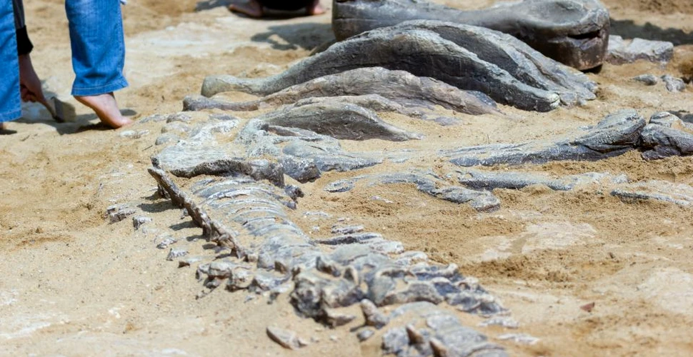 Cum a ajuns Armata SUA să deţină una dintre cele mai mari colecţii de fosile din lume?