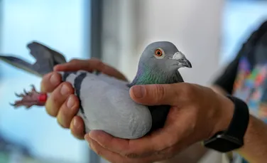 Un porumbel suspectat de spionaj a fost ținut 8 luni în captivitate în India