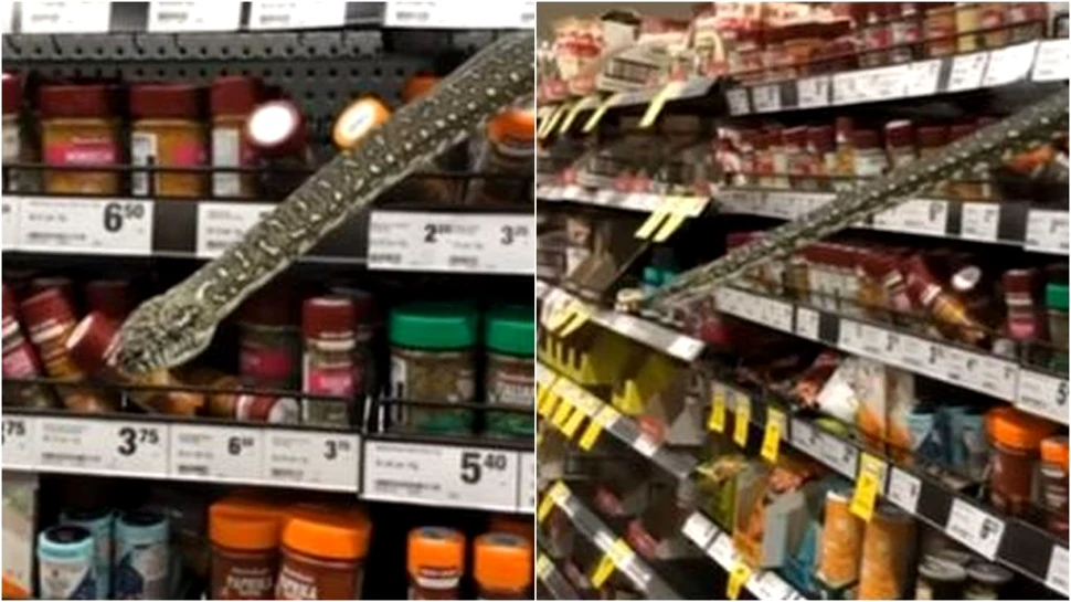 Întâlnire neaşteptată la supermarket. Un șarpe se ascundea pe raftul cu condimente