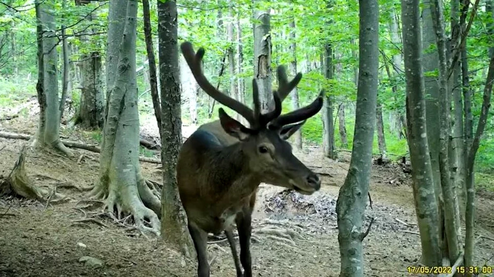 Prim-plan cu un cerb frumos, într-o pădure din Parcul Național Semenic – Cheile Carașului
