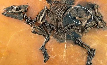 Detaliul surprinzător observat de paleontologi în fosila unui cal mort acum 47 de milioane de ani