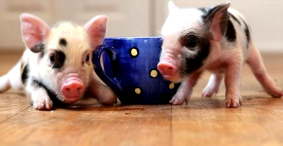 Porcii ”pitici” vor fi modificaţi genetic pentru a rămâne mici. Care este MOTIVUL