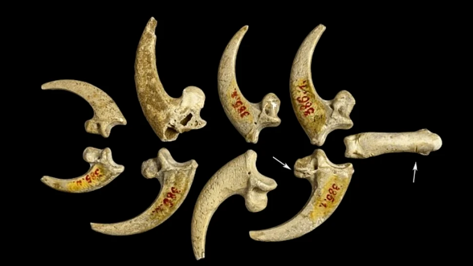 Cele mai vechi bijuterii din lume, realizate în urmă cu 130.000 de ani, au fost autentificate în Croaţia