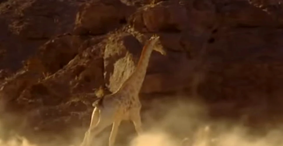 Modul INCREDIBIL prin care o girafă reuşeşte să scape de atacul unui leu – VIDEO