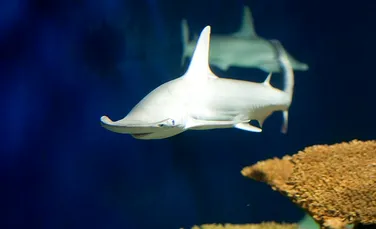 A fost identificată prima specie de rechin omnivor