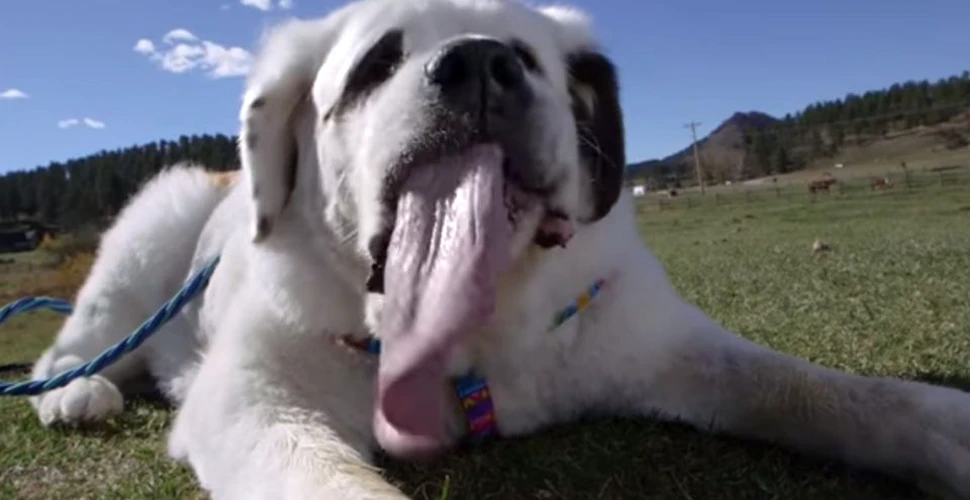 El este câinele cu cea mai mare limbă din lume. Pentru reuşita sa a fost înscris în Cartea Recordurilor- VIDEO
