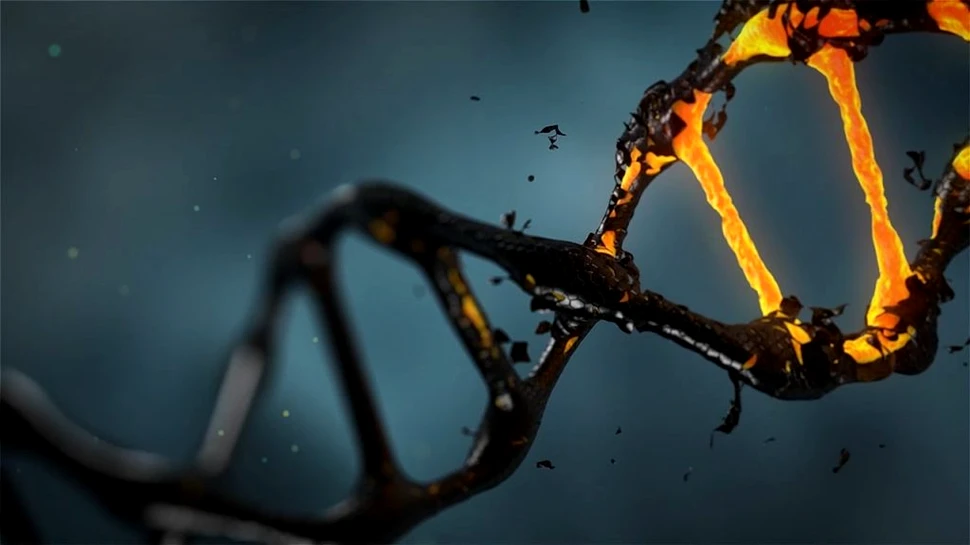 O nouă terapie genetică a inversat îmbătrânirea la șoareci fără efecte adverse observabile