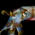 Acidificarea oceanelor ar putea micșora creierul calamarilor cu aproape 50%