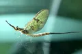 Cum și de unde au evoluat aripile insectelor. Efemeridele i-au uimit pe cercetători