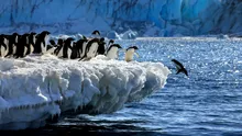 Excrementele de pinguin ar putea ajuta la răcirea Antarcticii