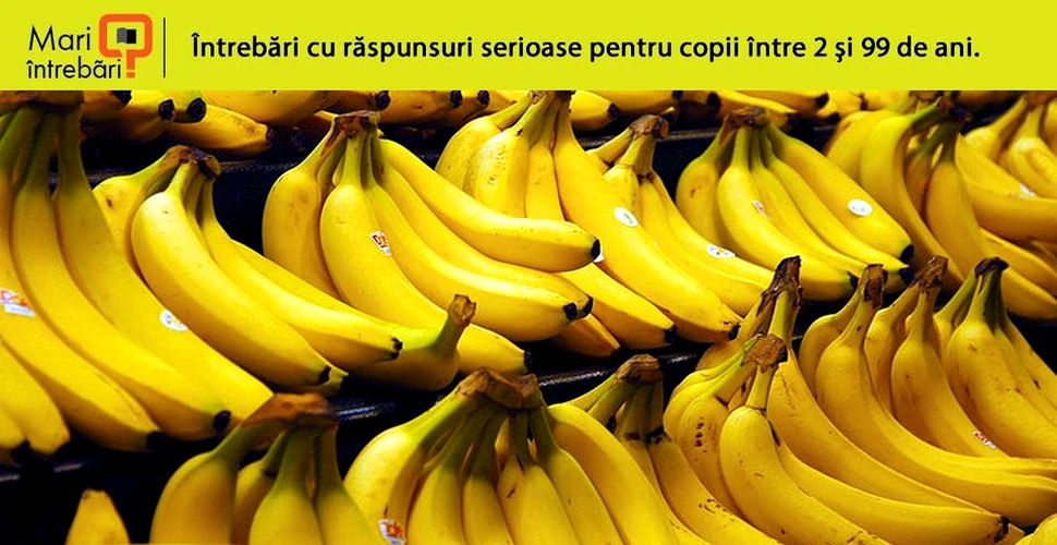 De ce au bananele formă curbată?