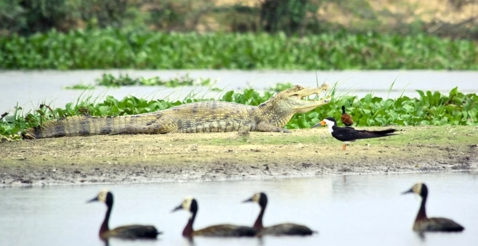 Descoperire: crocodilii sunt rude apropiate ale păsărilor! Atunci de ce arată atât de diferit de acestea?