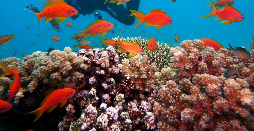Peștii din recifele de corali, în pericol de dispariție. Dovezile descoperite în urma unui studiu