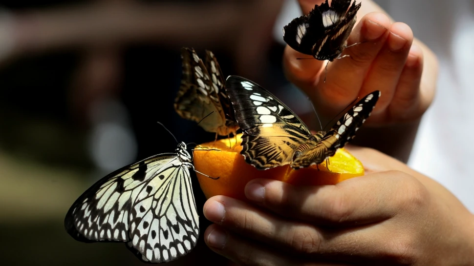 Unde mergi în Bucureşti dacă vrei să vezi fluturi tropicali vii – GALERIE FOTO