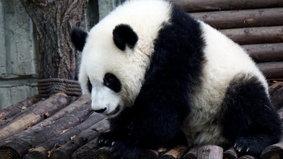 Chinezii au realizat şerveţele din excremente de urs panda
