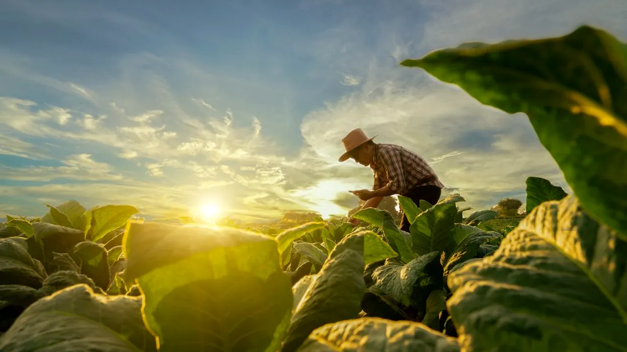 agricultura 