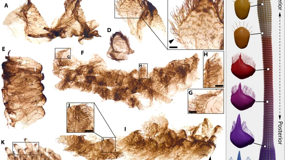 Fosilele uimitoare din Marele Canion dezvăluie experimentele bizare ale evoluției