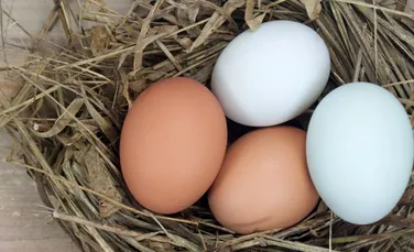 Care este diferenţa dintre ouăle maro şi cele albe