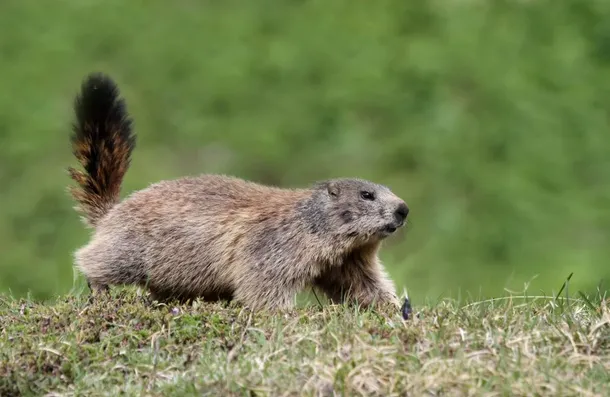 O marmotă care a văzut un câine se grăbeşte să se ascudă în vizuină.