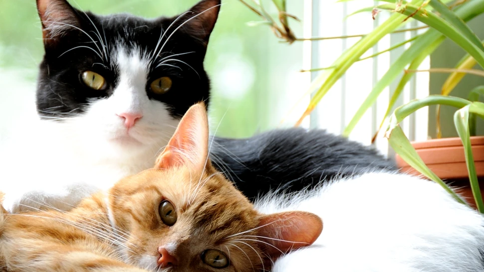 Lupta dintre câini şi pisici durează de când lumea. Ce s-a întâmplat în urma ”marii bătălii” de acum 20 de milioane de ani