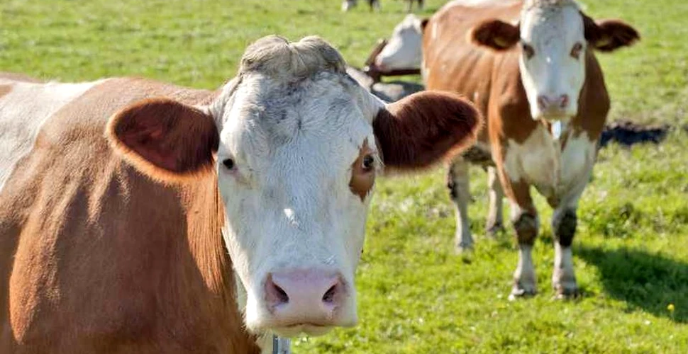 Vacile austriece au fost dotate cu GPS pentru liniştea turiştilor
