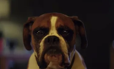 Cea mai frumoasă reclamă de Crăciun: povestea lui Buster, câinele care a primit cadoul perfect