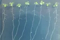 Cum știu plantele atunci când sunt „sătule”? Cercetătorii au descoperit un mecanism uimitor!