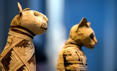 De ce erau egiptenii antici atât de obsedați de pisici