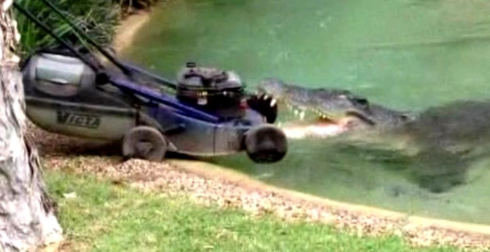 Crocodilul Elvis a furat o maşină de tuns iarba (VIDEO)