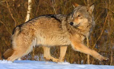De ce vrea Norvegia să scape de două treimi din populaţia de lupi