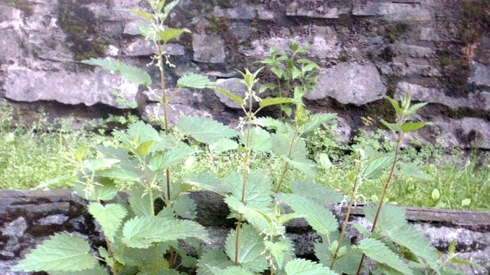 Urzicile – o hrană preferată a oamenilor preistorici?
