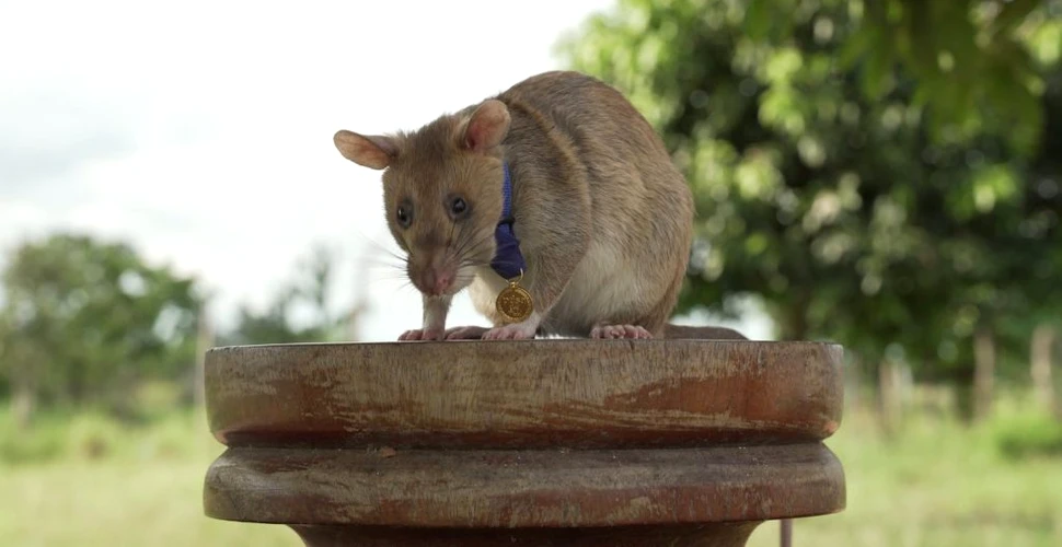 Magawa, primul șoarece care primește o medalie de aur pentru curaj și devotament