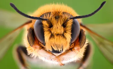 Albinele au abilități impresionante! Ce au descoperit cercetătorii?