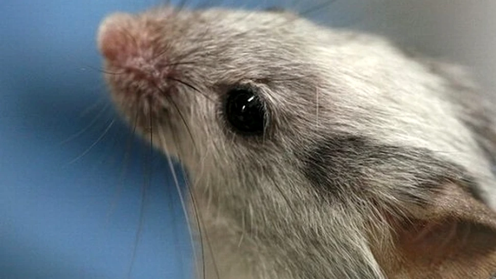 În premieră, corectarea genomului unui animal viu a dus la vindecarea de hemofilie