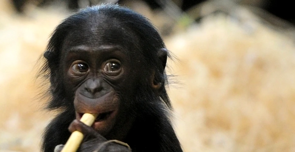 Şi puii de cimpanzeu suferă de autism