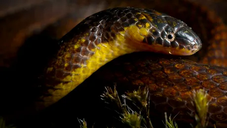Noi specii de șerpi, descoperite sub cimitire și biserici din Ecuador