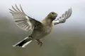 Păsările au un misterios „simț cuantic”, iar cercetătorii l-au observat direct pentru prima oară în istorie