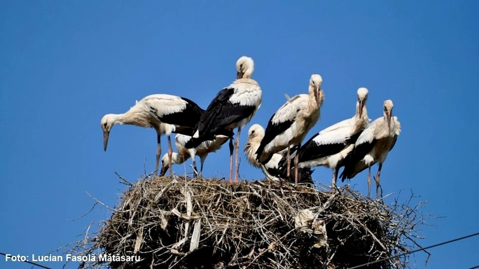 Record absolut în România: şapte pui de barză albă într-un cuib din judeţul Suceava