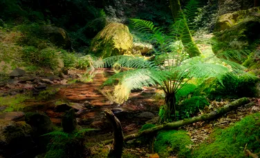 Ce s-a întâmplat cu plantele atunci când Pământul s-a încălzit în urmă cu 56 de milioane de ani?