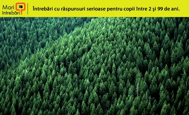 Unde este cea mai bătrână pădure din România?
