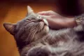 Știri importante: cercetătorii au înțeles cum torc pisicile!