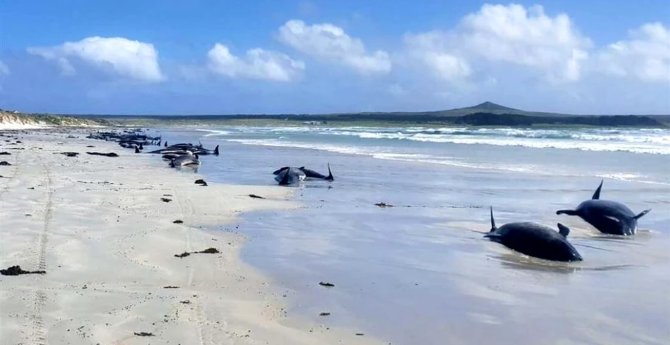 Aproape 100 de balene au murit după o eșuare în masă în Insulele Chatham din Pacific