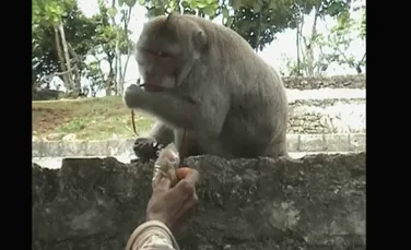 Mai multe grupuri de ”maimuţe-interlop” fură obiectele turiştilor din Bali pentru a le vinde – VIDEO