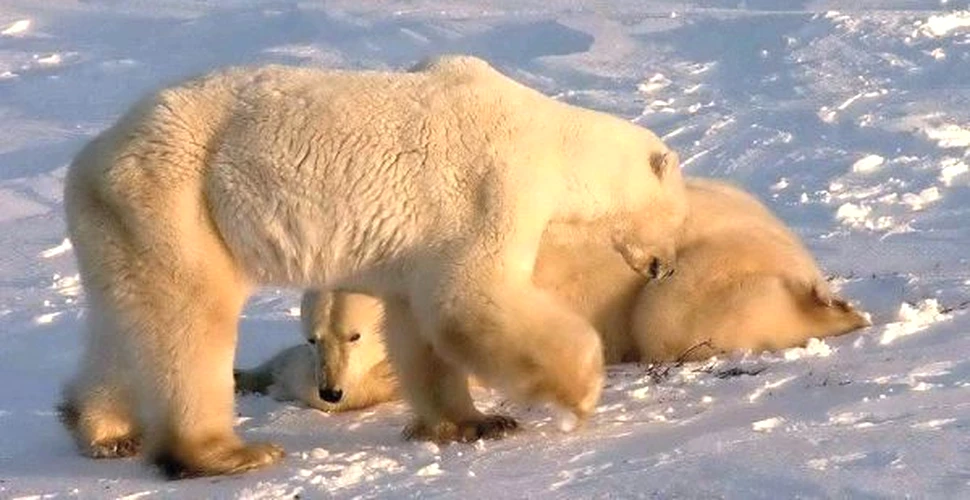 Vânătoarea de urşi polari în Canada ia proporţii îngrijorătoare
